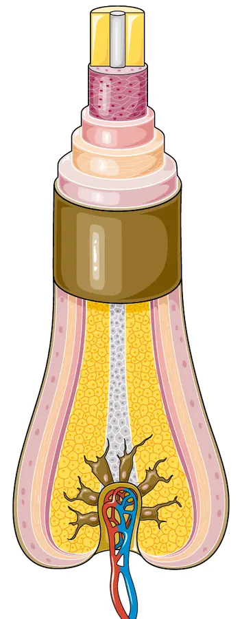 Hair follicle, a source of returning pigment cells in vitiligo