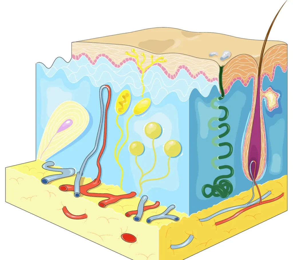 Skin layers where topical vitiligo creams act