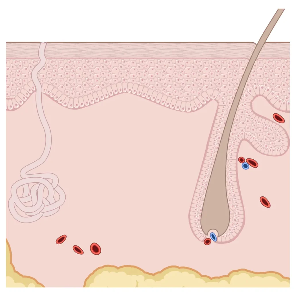 Cross-section of skin where eczema creams act
