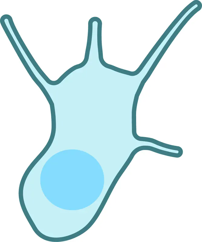 Immune T cell, the source of signals ruxolitinib cream blocks